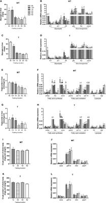 Improved liver lipid catabolism and utilization in growth hormone transgenic common carp (Cyprinus carpio L.) through enhanced lipolytic and fatty acid β-oxidation pathways